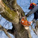 professional-miami-fl-arborist