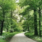 trees-contribute-to-the-environment