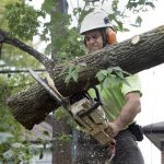 trees-could-be-hazardous
