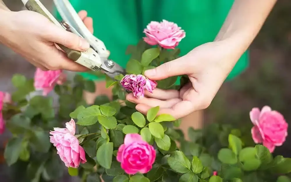 Deadheading and Pruning